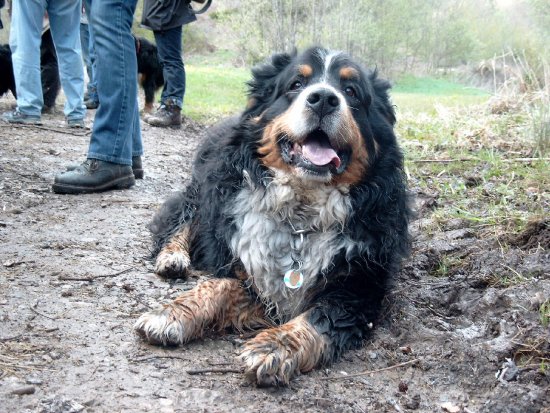 Foto: Berner Sennenh�ndin Sandy im Matsch
