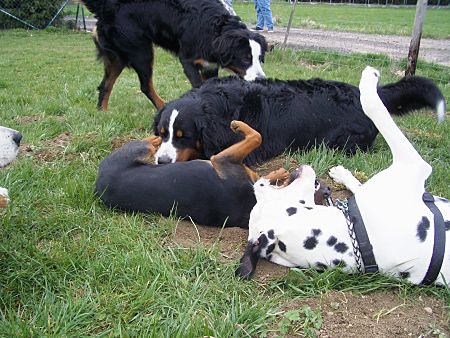 Foto: Hundetoben zu viert