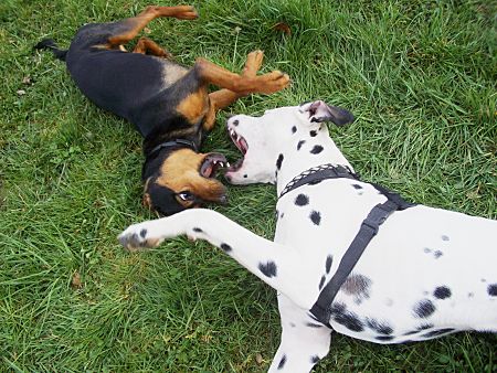 Foto: Luna und Figo "schn�beln"