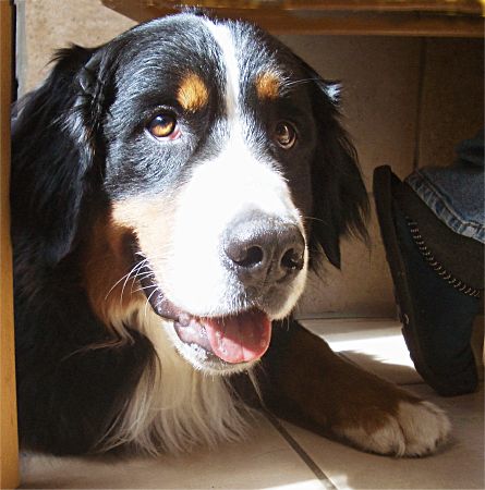 Foto: Berner Sennenh�ndin Ginja