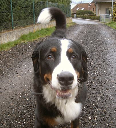 Foto: Berner Sennenh�ndin Kira