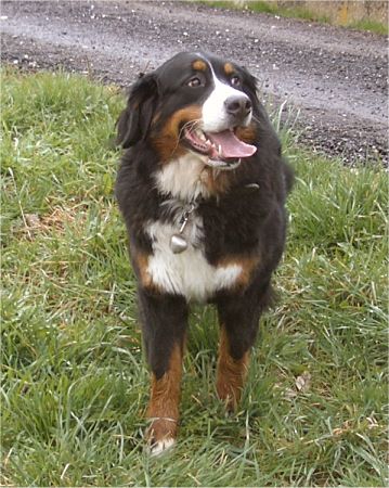 Foto: Berner Sennenh�ndin Frieda