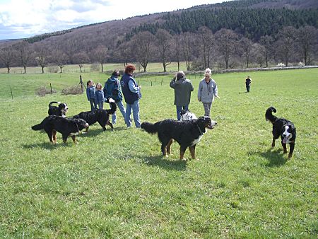 Foto: Alle tummeln sich auf der Wiese