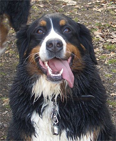 Foto: Berner Sennenh�ndin Frieda