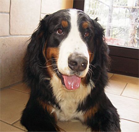 Foto: Berner Sennenhundr�de Domino