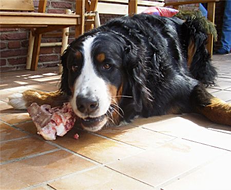 Foto: Berner Sennenhund Domino mit Knochen