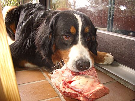 Foto: Berner Sennenh�ndin Ginja mit Knochen.