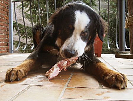 Foto: Berner Sennenhunde Charly mit Knochen
