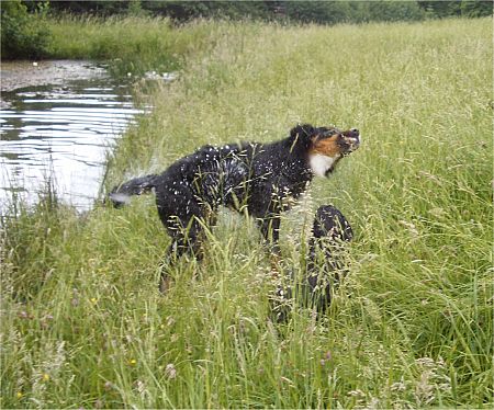 Foto: Ben schüttelt sich