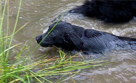 Foto: Anton schwimmt