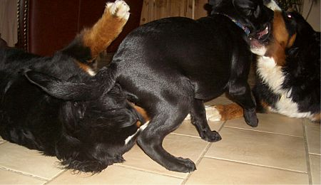 Foto: Domino, Anton und Ginja beim Spiel