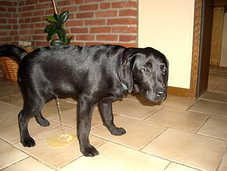 Foto: Anton pieselt ins Wohnzimmer