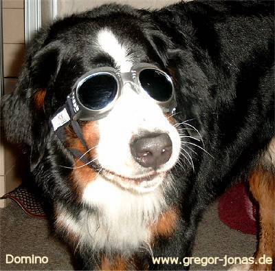Foto: Berner Sennenhund Domino mit Schutzbrille