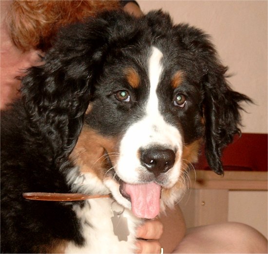 Foto: Berner Sennenhundwelpe Betsy Portrait