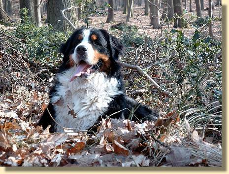 Foto: Berner Sennenhund Anton im Herbstlaub