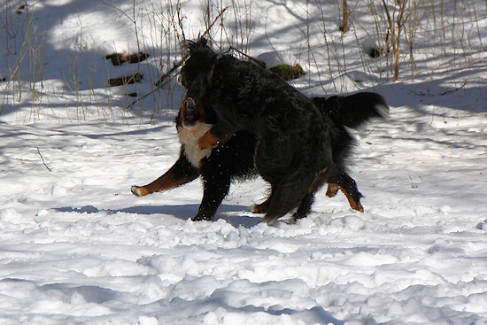 Berner Sennenhund Camillo vom Bernerwald