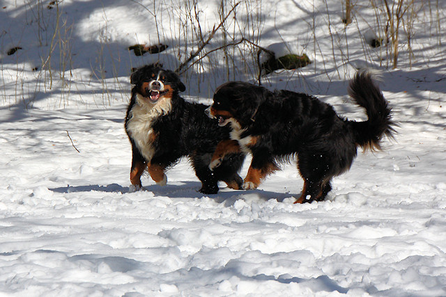 Berner Sennenhund Camillo vom Bernerwald