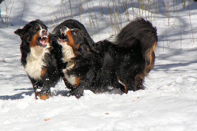 Berner Sennenhund Camillo vom Bernerwald