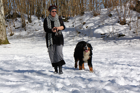 Berner Sennenhund Ginja Quo Vadis