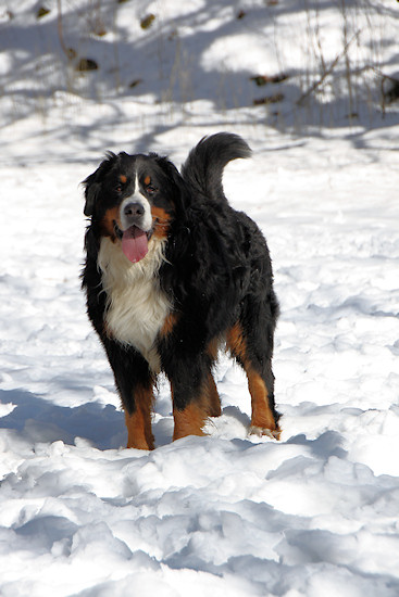 Berner Sennenhund Duncan vom Bernerwald