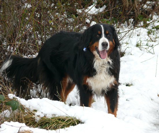 Steinbachtalsperre, Euskirchen-Kirchheim, Naherholungsgebiet, Eisspiegel