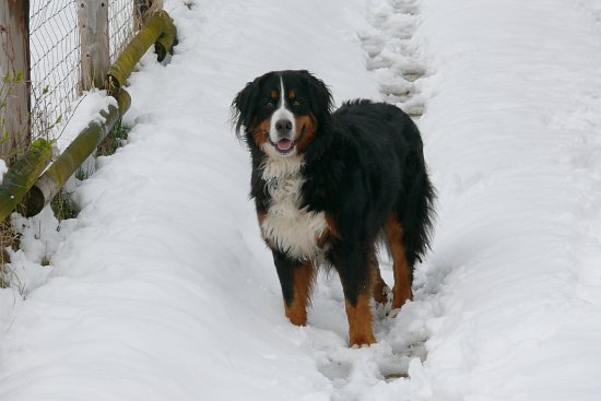 Steinbachtalsperre, Euskirchen-Kirchheim, Naherholungsgebiet, Eisspiegel