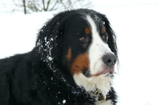 Steinbachtalsperre, Euskirchen-Kirchheim, Naherholungsgebiet, Eisspiegel