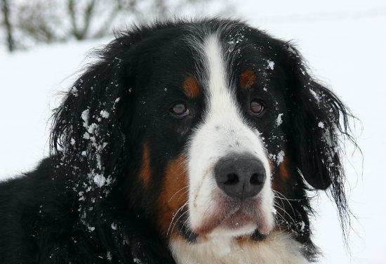 Steinbachtalsperre, Euskirchen-Kirchheim, Naherholungsgebiet, Eisspiegel
