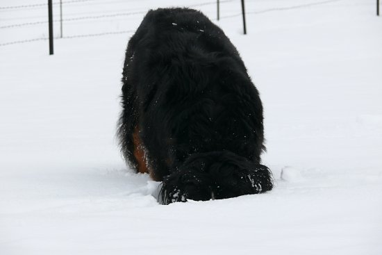 Steinbachtalsperre, Euskirchen-Kirchheim, Naherholungsgebiet, Eisspiegel
