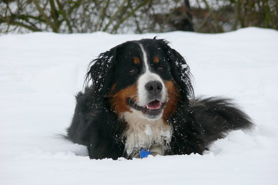 Steinbachtalsperre, Euskirchen-Kirchheim, Naherholungsgebiet, Eisscholle