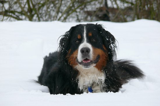 Winterszene Steinbachtalsperre, Euskirchen-Kirchheim, Naherholungsgebiet, Eisspiegel