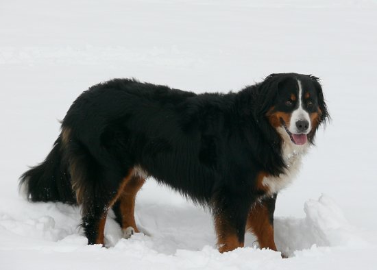 Eisschollen auf der Steinbachtalsperre, Euskirchen-Kirchheim, Naherholungsgebiet