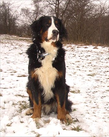 Berner Sennenhund Domino im Schnee