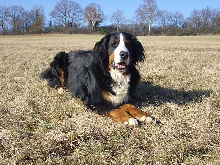 Berner Sennenhund Domino