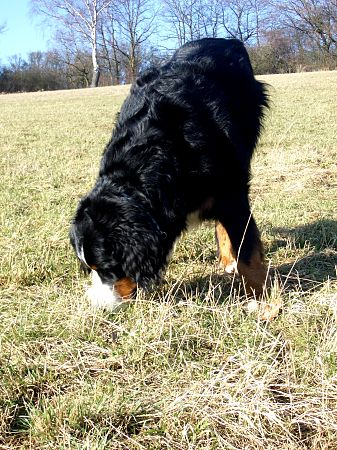 Domino gr�bt M�use aus