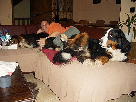 Berner Sennenhund Domino mit Frauchen auf dem Sofa