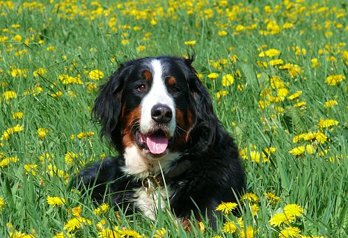 Berner Sennenhund Domino an seinem 6. Geburtstag