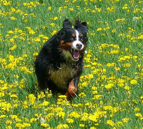 Berner Sennenh�ndin Ginja