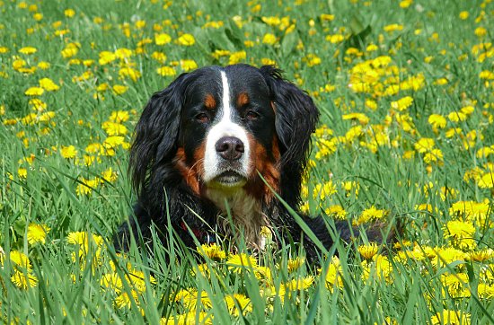 Berner Sennenhund Ginja
