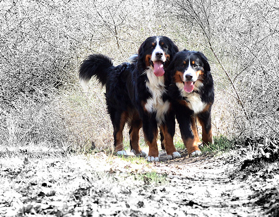 Berner Sennenhunde