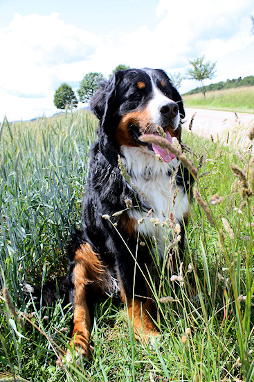Berner Sennenhund Camillo vom Bernerwald