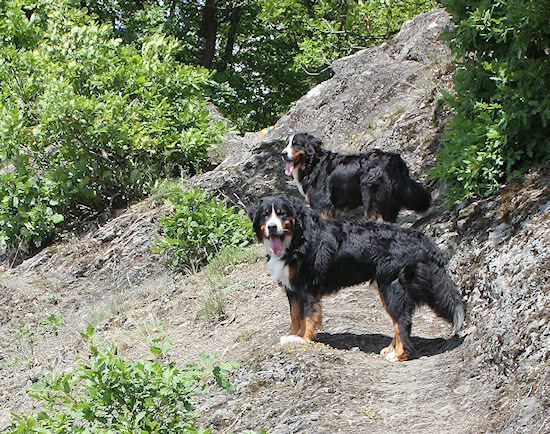 Berner Sennenhund Duncan vom Bernerwald