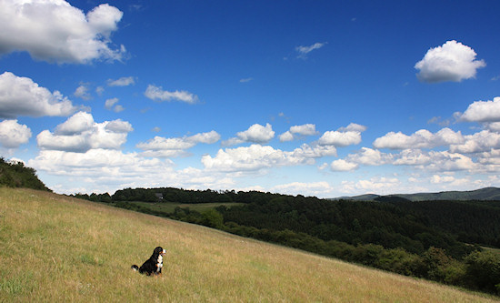 Berner Sennenhund Duncan vom Bernerwald