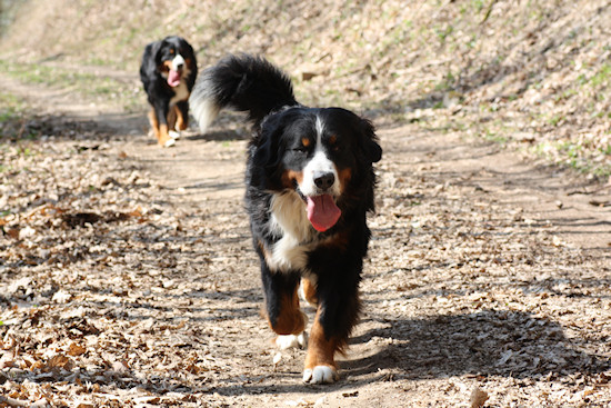 Berner Sennenhund