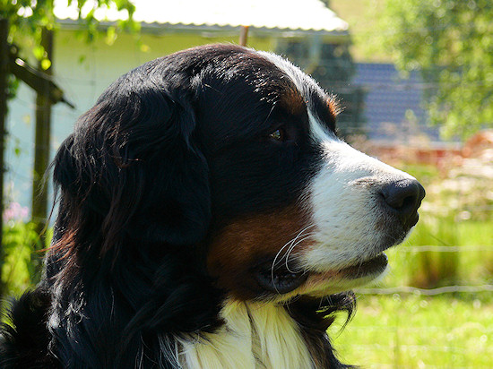 Berner Sennenhund