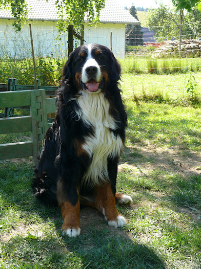 Berner Sennenhund Duncan