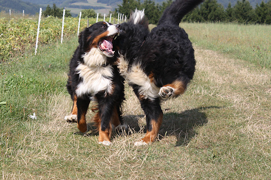 Berner Sennenhund Duncan