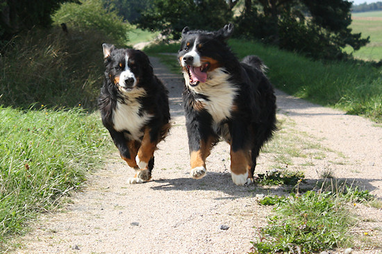 Berner Sennenhund Camillo vom Bernerwald