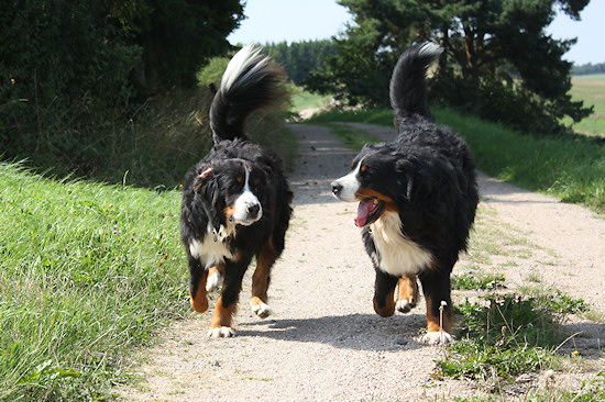 Berner Sennenhund Camillo vom Bernerwald