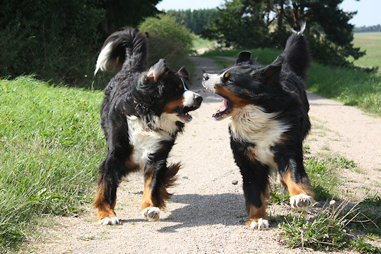Berner Sennenhund Camillo vom Bernerwald